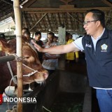 Prabowo Beli Dua Ekor Sapi Kurban dari Gresik, Peternak: Tak Menyangka Dibeli Presiden