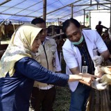 DKPP Surabaya Gencarkan Pemeriksaan Intensif Hewan Kurban
