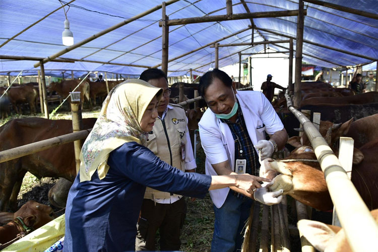 DKPP Surabaya Gencarkan Pemeriksaan Intensif Hewan Kurban