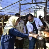 DKPP Surabaya Gencarkan Pemeriksaan Intensif Hewan Kurban
