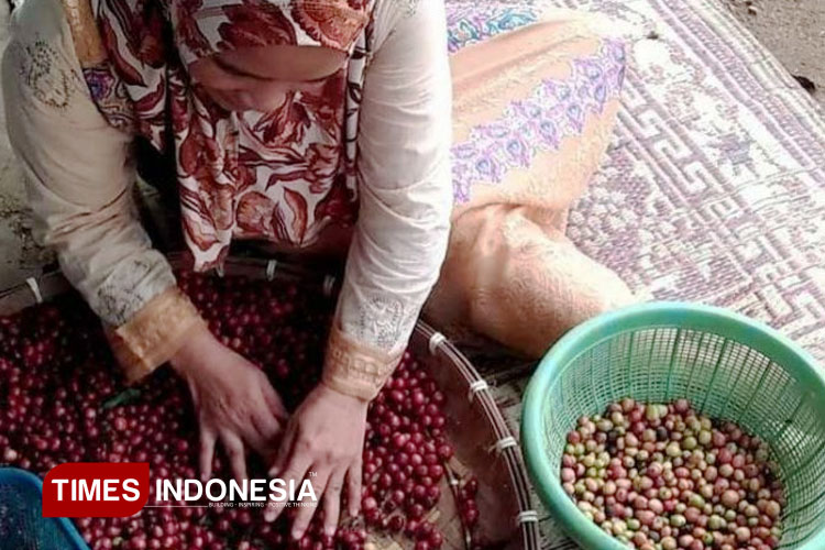 memetik-biji-kopi-siap-panen-2.jpg