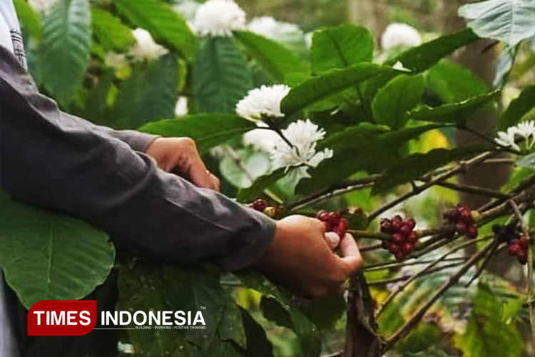 Potensi Lahan Capai 28,7 Ribu Hektar, Produksi Kopi Lereng Kabupaten Malang Tembus 866 Ton