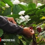 Potensi Lahan Capai 28,7 Ribu Hektar, Produksi Kopi Lereng Kabupaten Malang Tembus 866 Ton