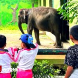 Kebun Binatang Surabaya: Warisan Kolonial yang Bertahan Lewat Zaman