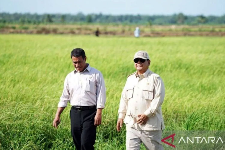 Cadangan Beras RI Tembus 4 Juta Ton, Sejarah Baru di Era Presiden Prabowo