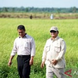 Cadangan Beras RI Tembus 4 Juta Ton, Sejarah Baru di Era Presiden Prabowo