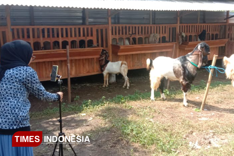 Inspiratif, Peternak Milenial Kota Malang Pasarkan Kambing Kurban Lewat Live Medsos