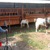 Inspiratif, Peternak Milenial Kota Malang Pasarkan Kambing Kurban Lewat Live Medsos