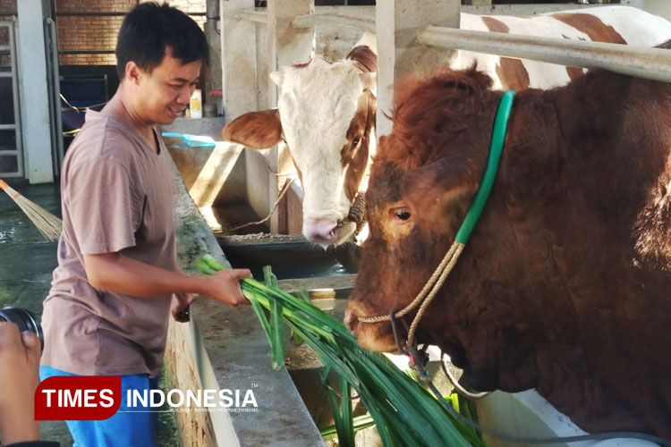 Sapi-3.jpg