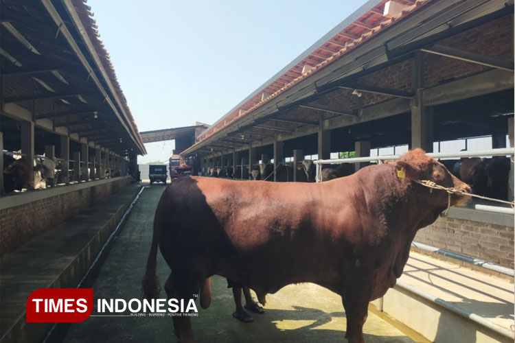 Presiden Prabowo Berikan Sapi 1,25 Ton untuk Warga Desa Kesambi Margasari, Tegal