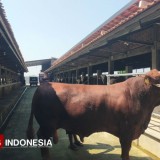 Presiden Prabowo Berikan Sapi 1,25 Ton untuk Warga Desa Kesambi Margasari, Tegal