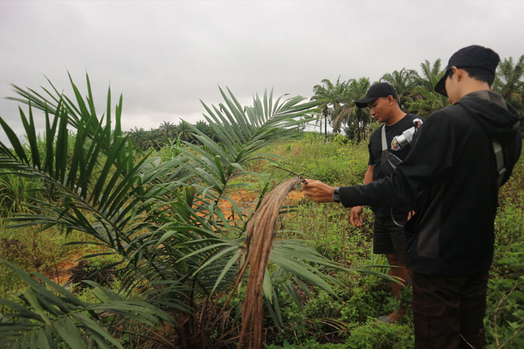 Mahasiswa UGM Teliti Dampak Sosial Program Replanting Sawit di Kalbar, Ini Hasilnya