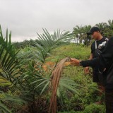Mahasiswa UGM Teliti Dampak Sosial Program Replanting Sawit di Kalbar, Ini Hasilnya