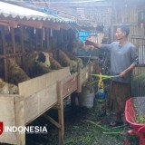 Peternak Kambing di Bondowoso Mulai Ramai Pesanan Jelang Idul Adha