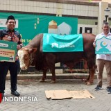 Kolaborasi Kurban untuk Sesama, Shopee Barokah Serahkan Sapi Limosin ke Lazismu