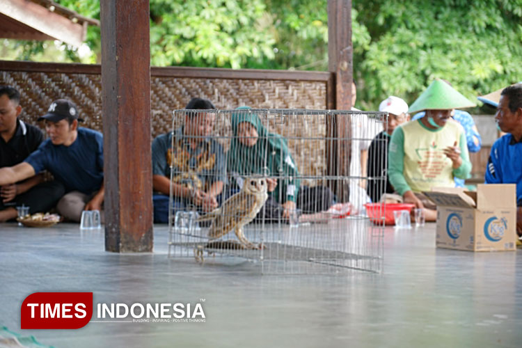 Senjata Alami Hama Tikus, Dispertan Banyuwangi Lepaskan 421 Burung Hantu