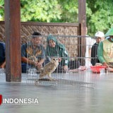Senjata Alami Hama Tikus, Dispertan Banyuwangi Lepaskan 421 Burung Hantu