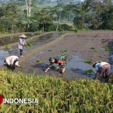 Babinsa Dampingi Petani Tanam Padi untuk Tingkatkan Produktivitas di Tulungrejo