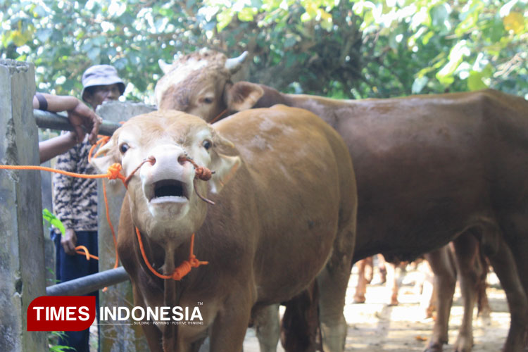 Bolehkah Kurban dengan Hewan Hamil? Ini Penjelasan Ulama Mazhab Syafi’i