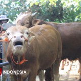 Bolehkah Kurban dengan Hewan Hamil? Ini Penjelasan Ulama Mazhab Syafi’i