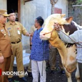 Sapi Milik Warga Kota Probolinggo Jadi Hewan Kurban Presiden Prabowo