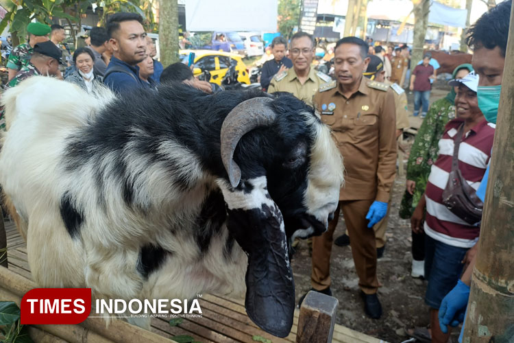 Jelang Idul Adha, Wali Kota Malang Cek Langsung Pemeriksaan Hewan Kurban