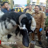 Jelang Idul Adha, Wali Kota Malang Cek Langsung Pemeriksaan Hewan Kurban