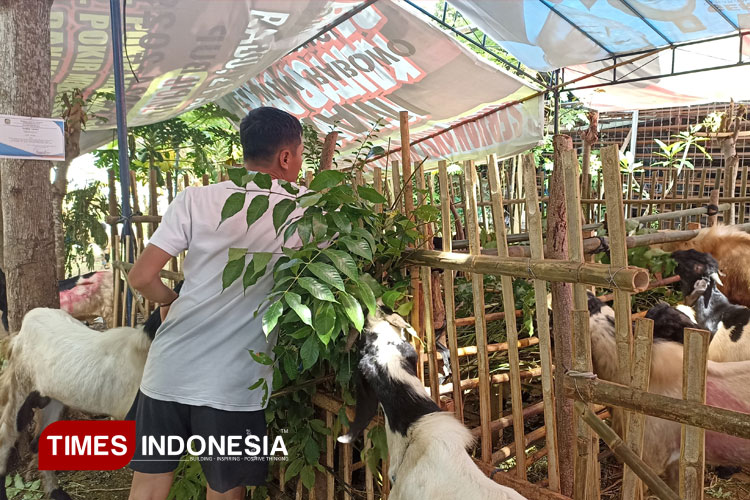 Idul Adha 2025 Bertepatan SPMB, Penjualan Hewan Kurban di Banyuwangi Lesu