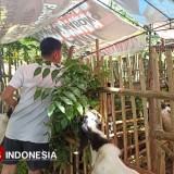 Idul Adha 2025 Bertepatan SPMB, Penjualan Hewan Kurban di Banyuwangi Lesu