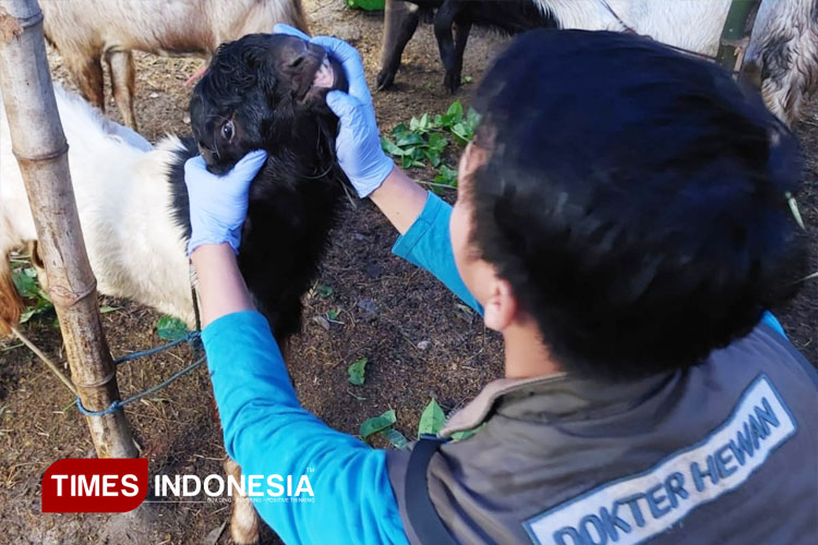 pasar-hewan-wilayah-Kecamatan-Lamongan-3.jpg