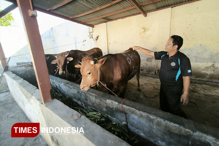 Sapi.jpg
