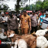 Pacitan Waspada Antraks, Pengawasan Hewan Kurban Diperketat Jelang Idul Adha