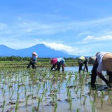 Dari Pra Tanam hingga Panen, Begini Strategi Dispertan Banyuwangi Kendalikan Hama Tikus