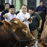 Wali Kota Eri Cahyadi Cek Langsung Kesehatan Hewan Kurban, Pastikan Memenuhi Standar