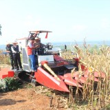 Kapolda Jatim dan Forkopimda Panen Raya Jagung di Ngawi, Dorong Ketahanan Pangan Daerah