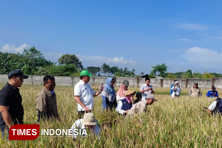 Padi Varietas Sukma Malang Hasilkan 13,6 Ton/Ha, Prospek Meningkatkan Produksi 30 Persen