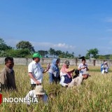 Padi Varietas Sukma Malang Hasilkan 13,6 Ton/Ha, Prospek Meningkatkan Produksi 30 Persen