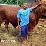 Sapinya Dibeli Presiden Prabowo untuk Kurban, Peternak di Pacitan Bangga dan Terharu