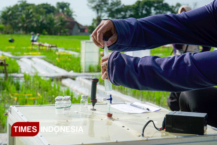 Proses-Budidaya-Biofortifikasi-Beras-2.jpg