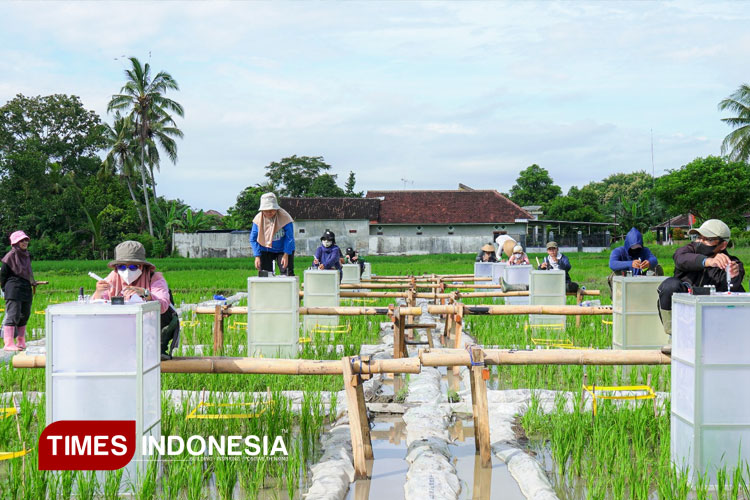 Banyuwangi Luncurkan Beras Super Gizi, Ampuh Cegah Stunting