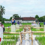 Banyuwangi Luncurkan Beras Super Gizi, Ampuh Cegah Stunting