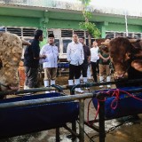 RPH Surabaya Siap Layani Kebutuhan Hewan Kurban untuk Hari Raya Idul Adha 1446 H