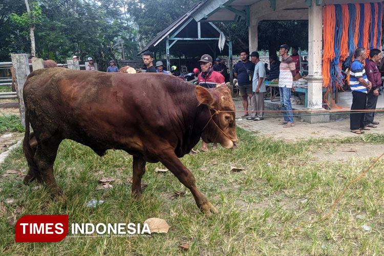 Harga Sapi di Pacitan Naik Jelang Idul Adha, Harga Kambing Masih Stabil