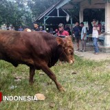 Harga Sapi di Pacitan Naik Jelang Idul Adha, Harga Kambing Masih Stabil