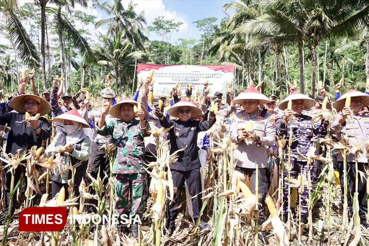 Perkuat Swasembada Pangan, Banyuwangi Panen Raya Jagung Kuartal II