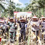 Perkuat Swasembada Pangan, Banyuwangi Panen Raya Jagung Kuartal II