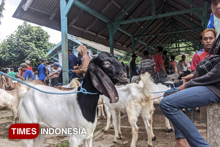 pasar-hewan-Pacitan.jpg