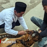 Apakah Sah Berkurban Tapi Belum Akikah? Simak Telaah Fikihnya