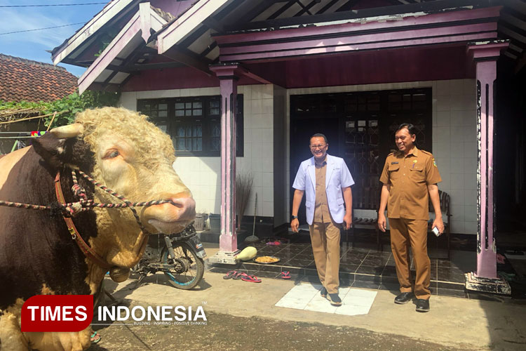 Sapi Kurban Warga Bondowoso Dibeli Presiden Prabowo untuk Idul Adha, Bobot Hampir 1 Ton