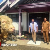 Sapi Kurban Warga Bondowoso Dibeli Presiden Prabowo untuk Idul Adha, Bobot Hampir 1 Ton